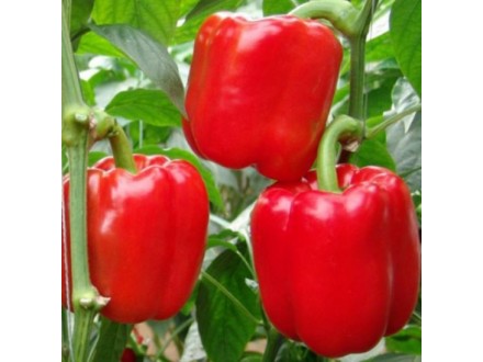 Paprika kvadratna babura `Asti Red`, 15 semenki