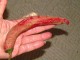 Paprika puckava vezenka duga, seme 20 komada slika 1