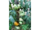 Paradajz `Persimmon`, 15 semena slika 2
