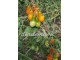 Paradajz `Red Pear` (Crvena kruška), 15 semena slika 2