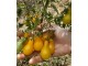 Paradajz `Yellow Pear` (Žuta kruška), 15 semena slika 1