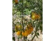 Paradajz `Yellow Pear` (Žuta kruška), 15 semena slika 3