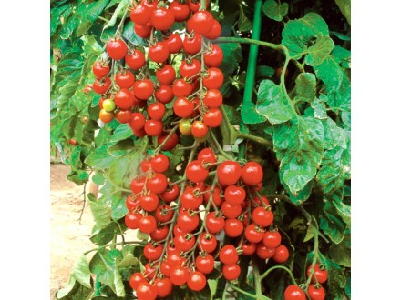 Paradajz crveni čeri, 0,25g (oko 125+ semenki)