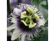Passiflora Edulis (25 semenki) Marakuja Purple Giant slika 3