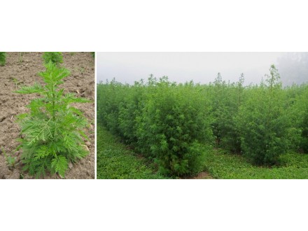 Pelin slatki (Artemisia Annua), 5g (oko 70000 semenki)