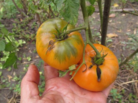 Persimon paradajz, seme 10 komada