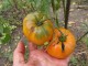 Persimon paradajz, seme 10 komada slika 1