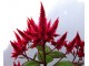 Petlova kresta (Celosia spicata), 0,1g (300+ semenki) slika 1