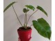 Philodendron Burle Marx slika 3