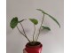 Philodendron Burle Marx slika 4