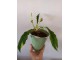 Philodendron Ring of fire slika 3