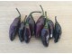Pimenta de Neyde - Chili pepper 20 semenki slika 1