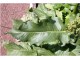 Pitomo zelje `Rumex patientia` 500+ semena slika 2