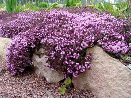 Planičak `Violet Queen`, 0,1g (oko 300 semenki)