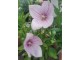 Platycodon grandiflorus roze cveta 50 semena slika 2
