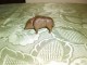 Playmobil figurica - svinja slika 2