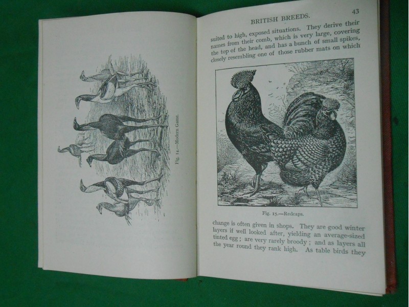 Poultry Keeping (Čuvanje peradi)The hobby books