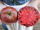 Purple cherokee paradajz stara sorta (seme)