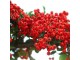 Pyracantha - Pirokanta vatreni grm crvena (seme) slika 1