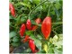 RED Lantern Habanero chili (seme) slika 1