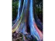 Rainbow Eucalyptus (Eucalyptus deglupta) slika 1