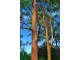 Rainbow Eucalyptus (Eucalyptus deglupta) slika 3