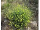 Rukola Selvatica, divlja, 0,3 g (preko 1000 semenki) slika 3