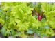 Salata `Australian Yellow Leaf` (Lactuca sativa) slika 1