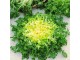 Salata Endivija eskariol žuta (Cichorium endivia) slika 1