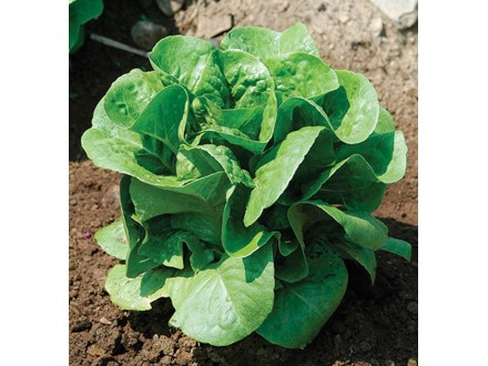 Salata `Winter Density`, 0,4g (preko 400 semenki)