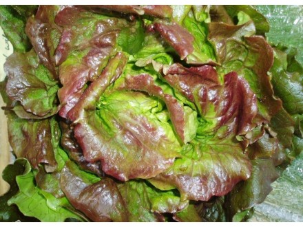 Salata Yugoslavian Red
