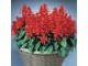 Salvija crvena (Salvia splendens) slika 1