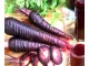 Šargarepa `Morada`, 100 semena slika 1
