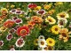 Seme 5 kesica za cveće Ivančica - Trobojna Margareta Franchi Sementi Virimax slika 2