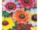 Seme 5 kesica za cveće Ivančica - Trobojna Margareta Franchi Sementi Virimax slika 3