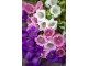 Seme 5 kesica za cveće Zvončići Franchi Sementi Virimax slika 2