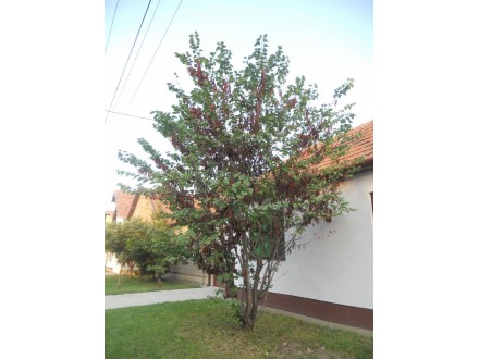Seme Judinog drveta ili judica (Cercis siliquastrum)