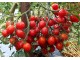 Seme Ruskog mnogorodnog paradajza ~ Tarasenko red ~ slika 1