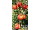 Seme Ruskog paradajza Siberia slika 1