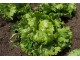 Seme - Zelena salata dalmatinska ledenka -  Lactuca sativa L. 361 slika 2