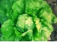 Seme - Zelena salata ljubljanska ledenka -  Lactuca sativa L. 354 slika 2