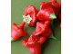 Seme chilli paprike Biscops Crown slika 2