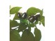 Seme chilli paprike Black Oliva slika 1