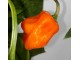 Seme chilli paprike Habanero Orange slika 3