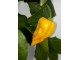 Seme chilli paprike Jolokia slika 1