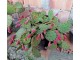 Seme kaktusa - Opuntia compressa slika 2