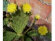 Seme kaktusa - Opuntia mackensenii slika 1