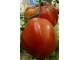 Seme paradajza Narandzasti Ruski 117 slika 3