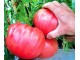 Seme paradajza Sibirski Velikan slika 1