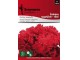 Seme za Karanfil  šabo - crveni - Dianthus caryophyllus 5 kesica 3225/2 slika 1